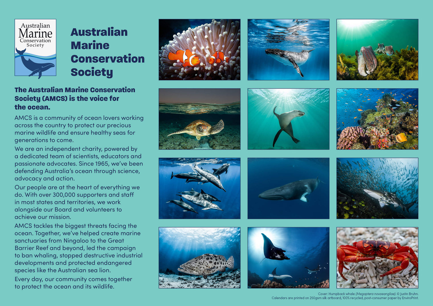 2027 Amazing Oceans calendar (back cover) featuring an underwater photography of Australia’s marine wildlife by Justin Bruhn.