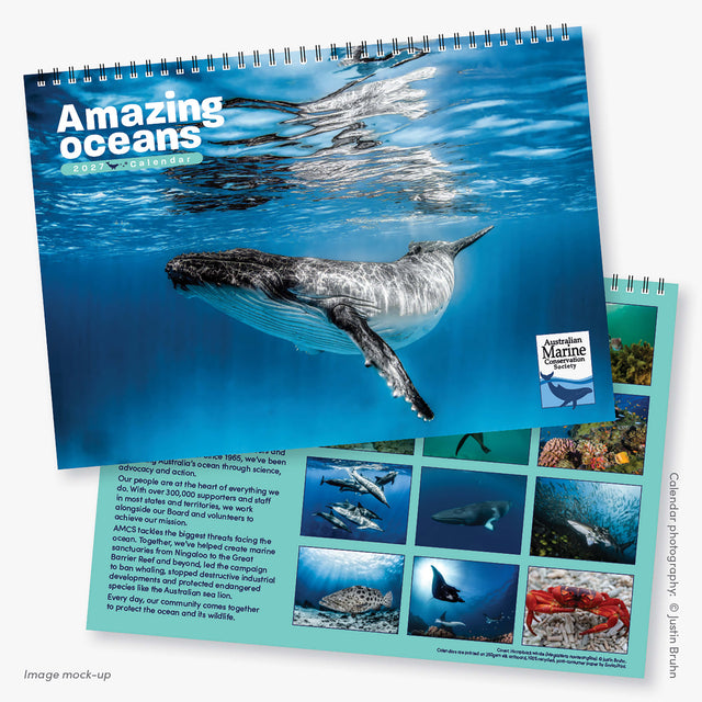 2027 Amazing Oceans calendar (front and back cover) featuring underwater photographs of Australia's marine wildlife by Justin Bruhn. Mock up of the spiral-bound, A4 wall calendar.