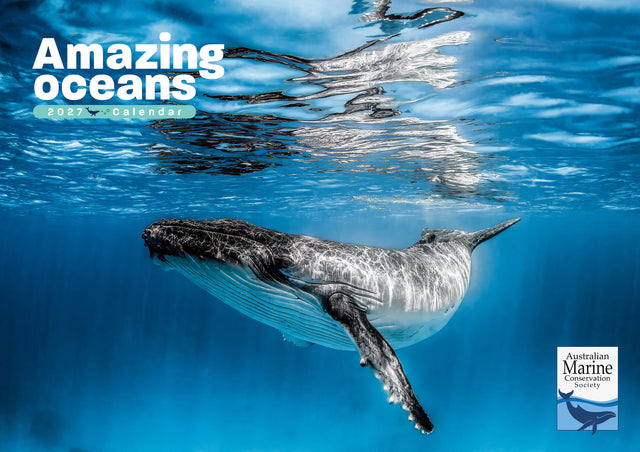 2027 Amazing Oceans calendar (front cover) featuring an underwater photograph of a humpback whale by Justin Bruhn.