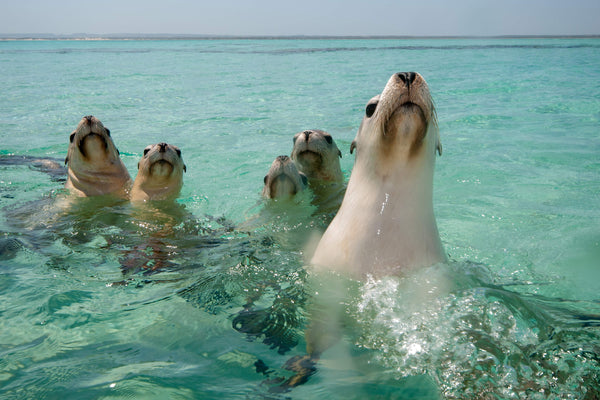 Colony of five Australian sea lions popping up out of the ocean.