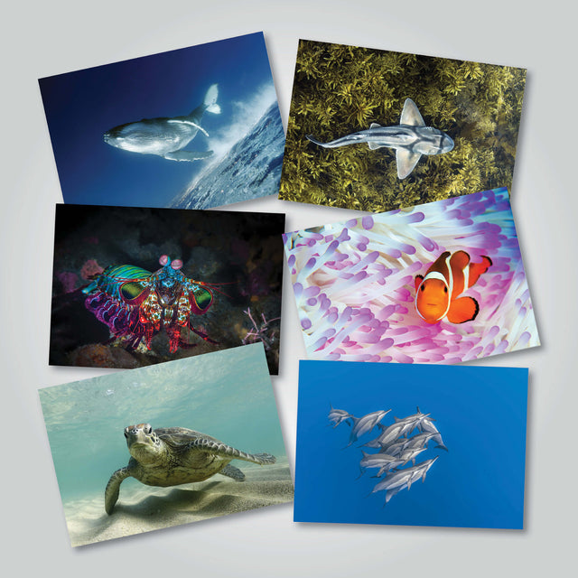Collection of six gift cards with vibrant photographs of Australia’s marine wildlife, featured in the 2025 Amazing Oceans calendar.