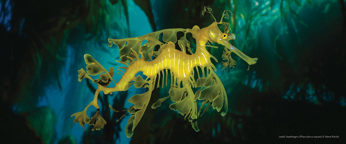 Underwater photograph of a Leafy Seadragon (Phycodurus eques) by Steve Parish, featured on the cover of the AMCS 'Amazing Oceans' 2026 Calendar.