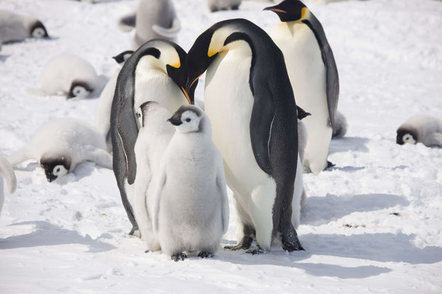 King emperor penguins standing and lying on the snow.