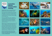 Back cover of the 2026 'Amazing Oceans' calendar, featuring 12 underwater photographs by Steve Parish of Australian marine wildlife and coral reefs.