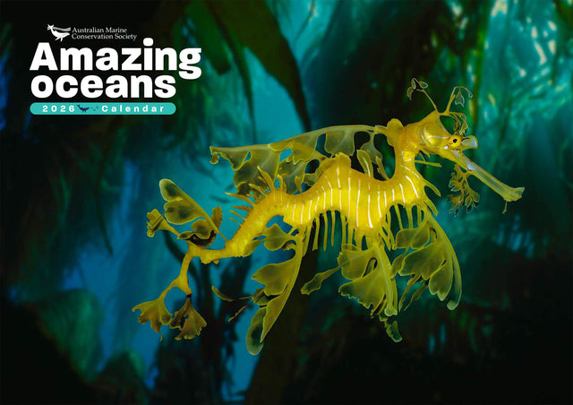 2026 'Amazing Oceans' calendar cover featuring an underwater photograph of a leafy seadragon by Steve Parish.