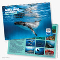 2027 Amazing Oceans calendar (front and back cover) featuring underwater photographs of Australia's marine wildlife by Justin Bruhn. Mock up of the spiral-bound, A4 wall calendar.