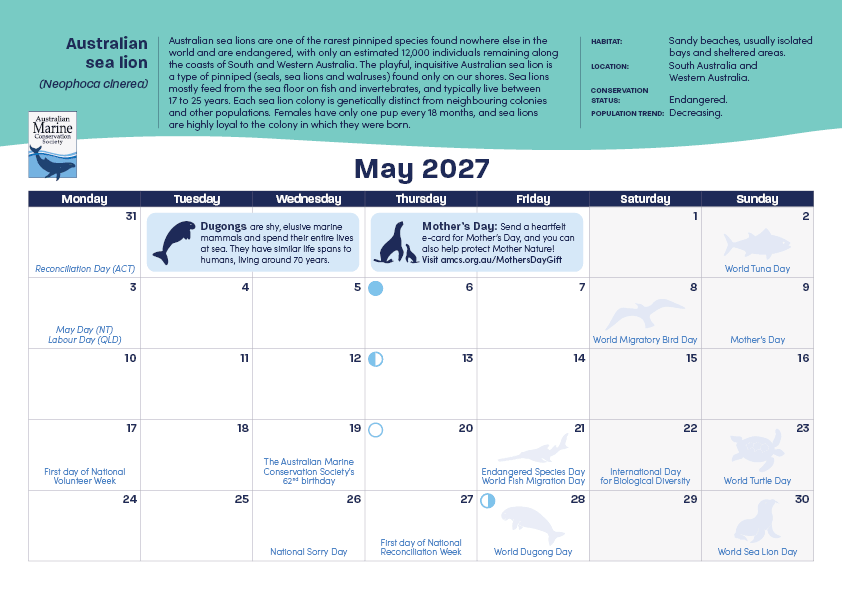 2027 Amazing Oceans calendar featuring an underwater photography of Australia’s marine wildlife by Justin Bruhn. Internal calendar page preview for the month of May.