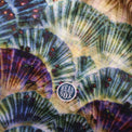 Close-up of the 'Ocean Life' buff fabric by Headsox in the multicoloured 'Sea Shells’ design.
