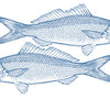GoodFish illustraion of Australian herring.