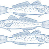 GoodFish illustration of three king george whiting.