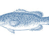 GoodFish illustration of a murray cod.