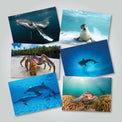 Collection of six gift cards with vibrant photographs of Australia’s marine wildlife, featured in the 2024 Amazing Oceans calendar.