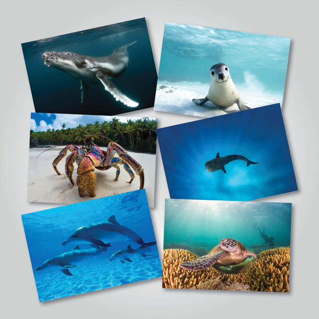 Collection of six gift cards with vibrant photographs of Australia’s marine wildlife, featured in the 2024 Amazing Oceans calendar.
