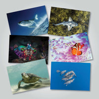 Collection of six gift cards with vibrant photographs of Australia’s marine wildlife, featured in the 2025 Amazing Oceans calendar.