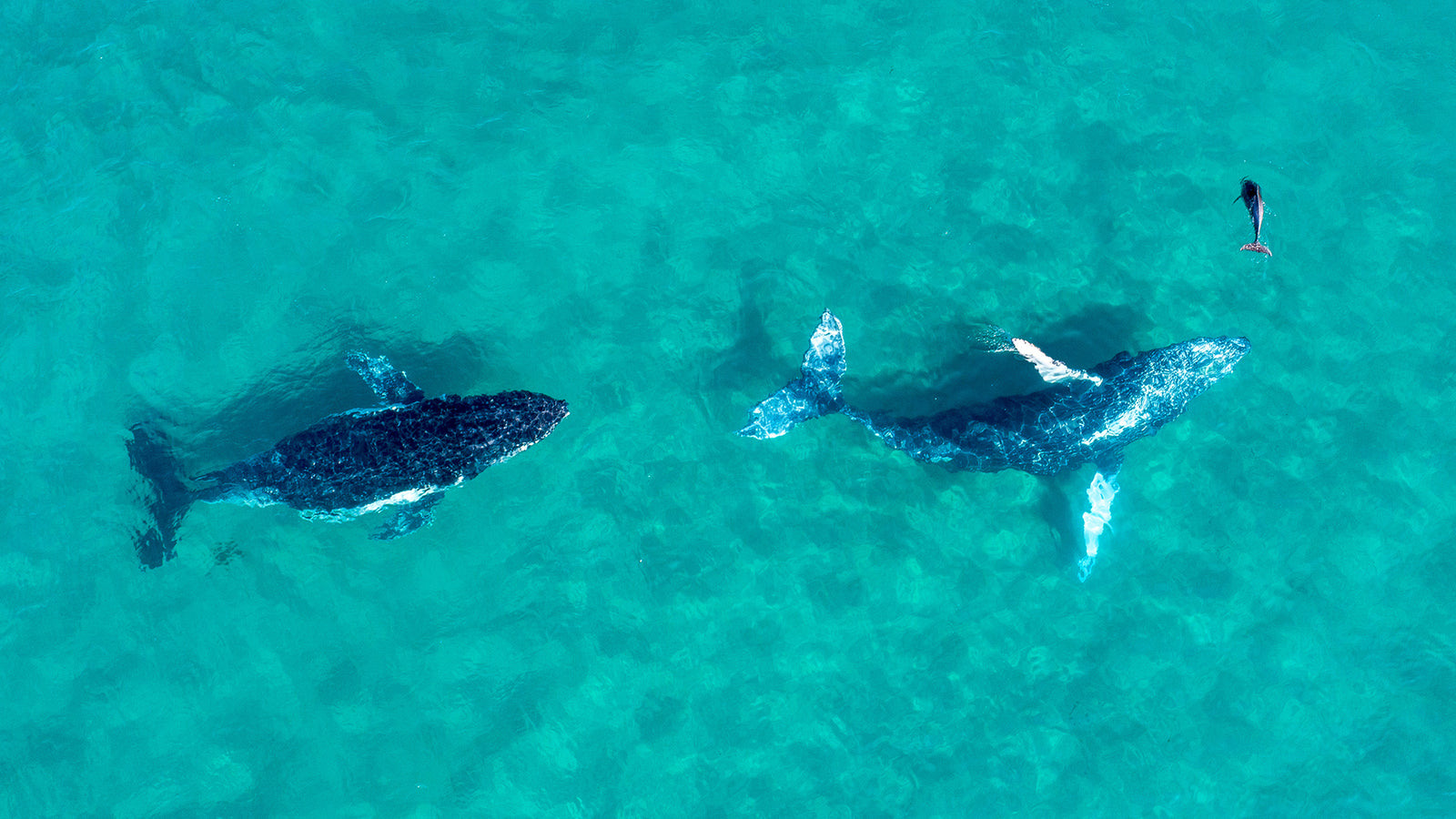 Aerial view of two humpback whales and a dolphin swimming together in the ocean.