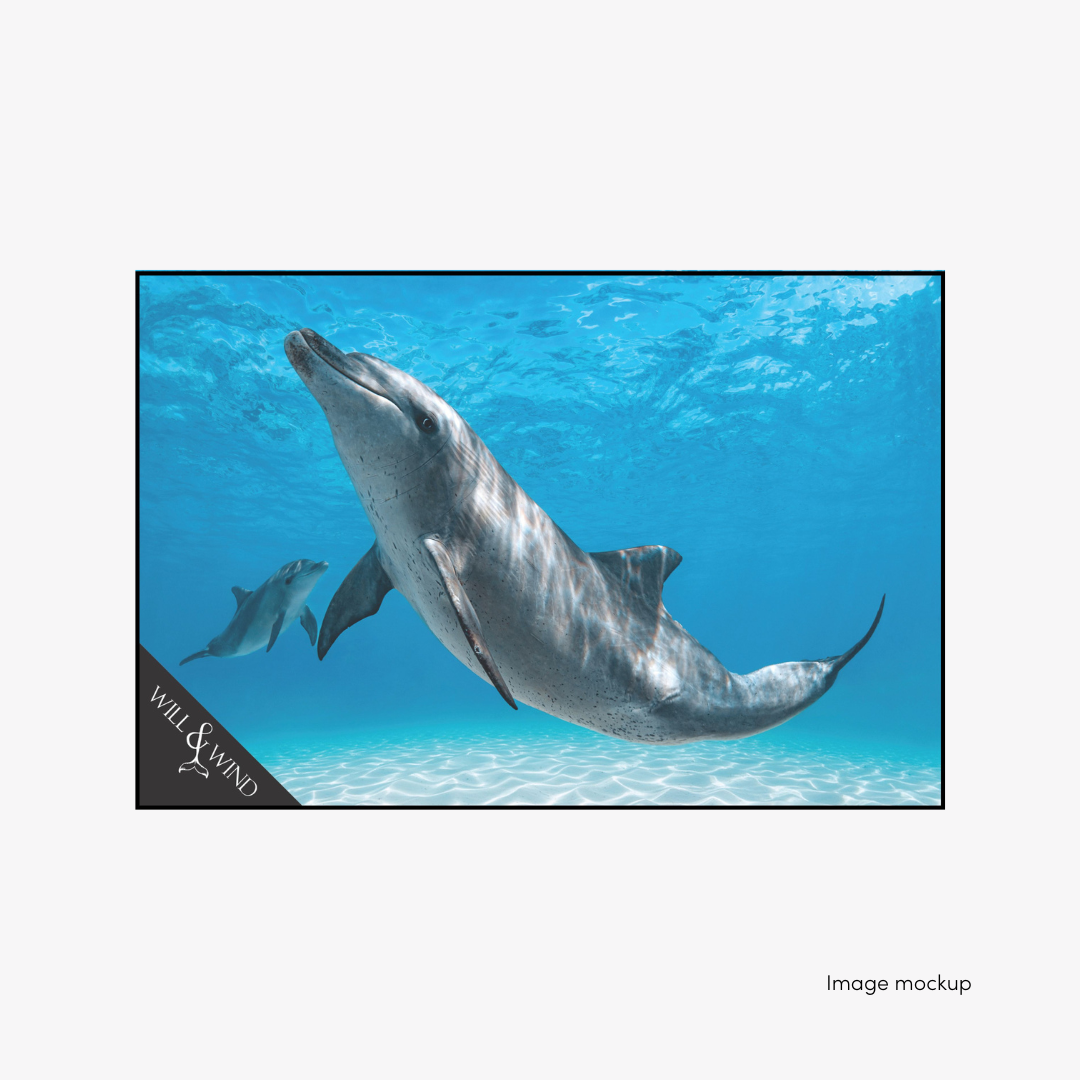 PRE-ORDER: Bottlenose Dolphin & Calf multi-towel by Will & Wind